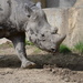 Rosie the rhino by kdrinkie