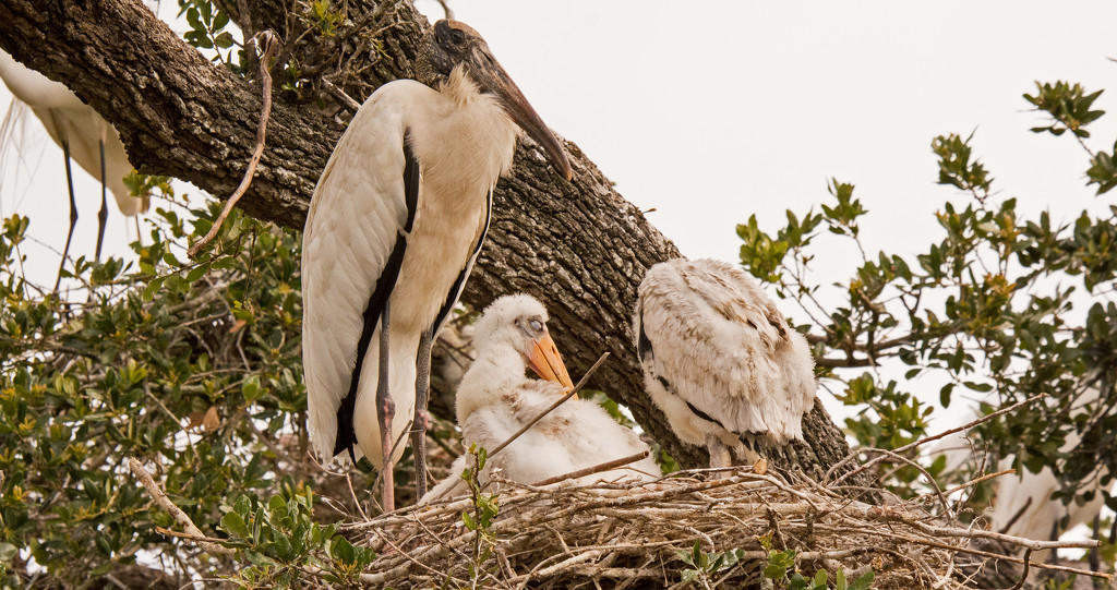 Woodstork and Her Babies! by rickster549