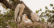 23rd May 2019 - Woodstork and Her Babies!