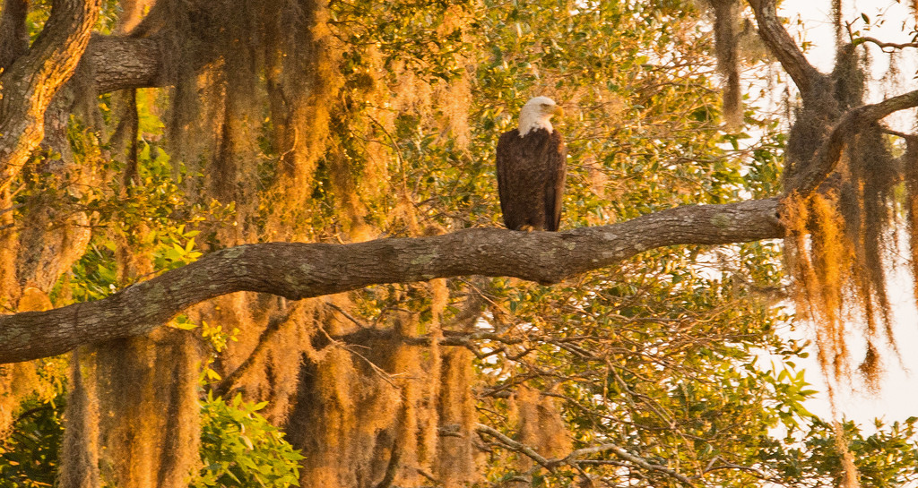 Bald Eagle in the Setting Sun! by rickster549