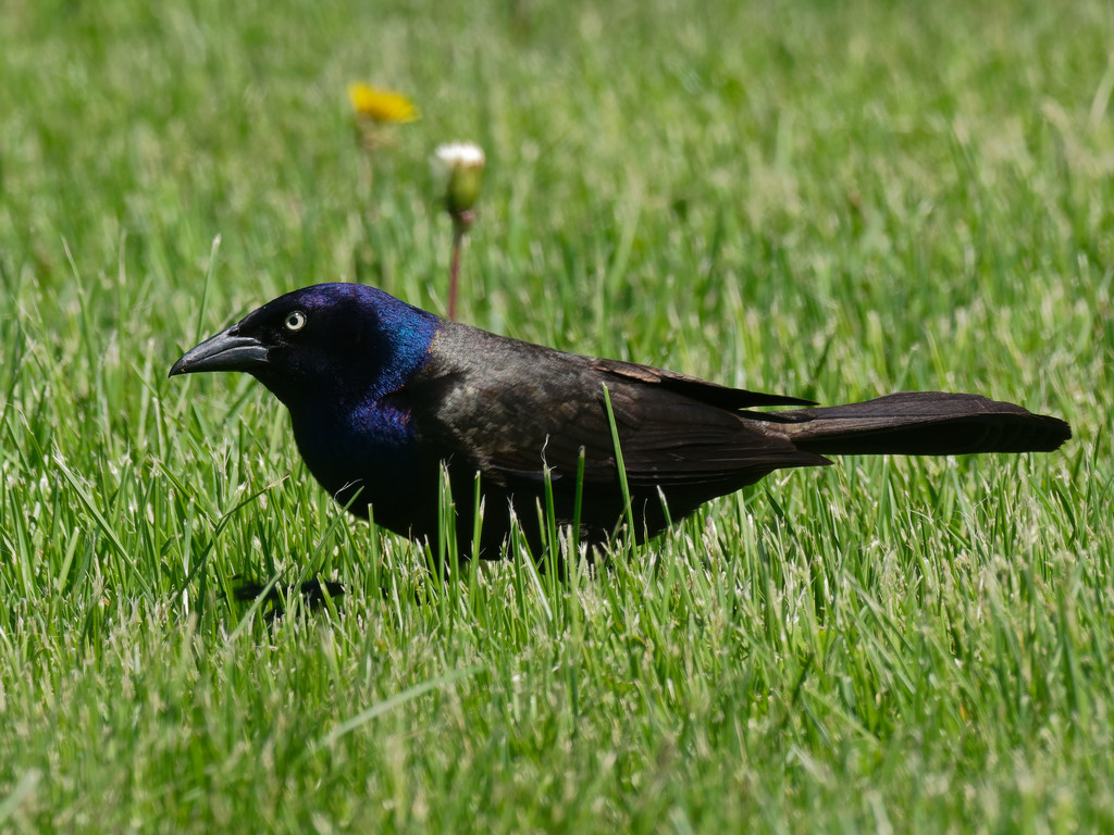 common grackle by rminer