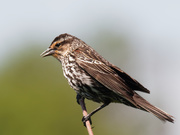 23rd May 2019 - Female red-winged blackbird