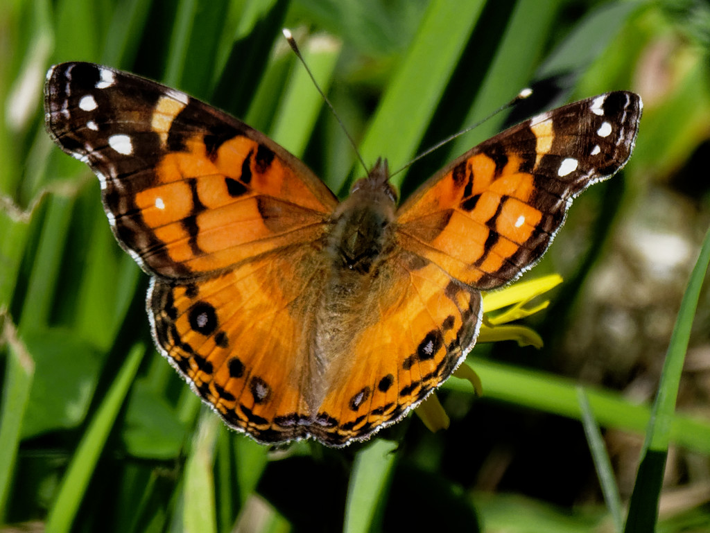 orange butterfly by rminer