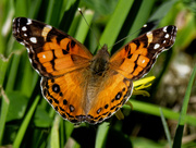 23rd May 2019 - orange butterfly