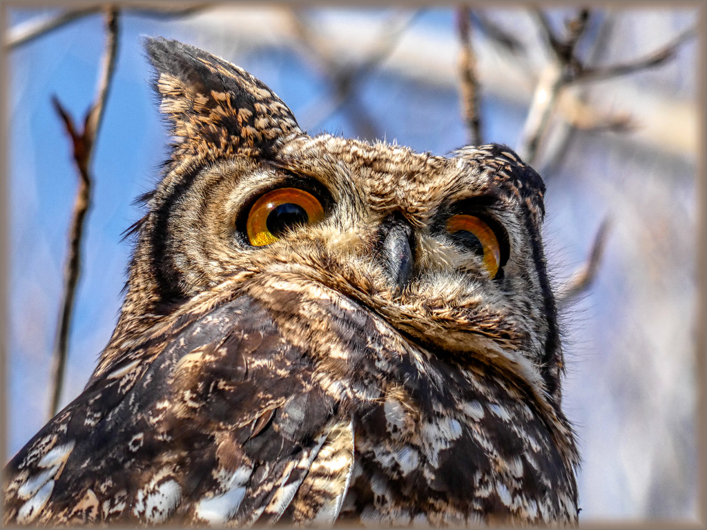 Spotted Eagle Owl by ludwigsdiana