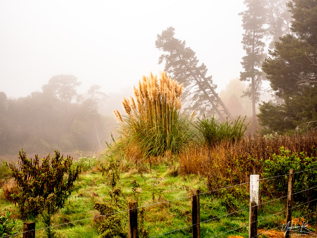 Toi Toi in the Fog by yorkshirekiwi