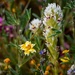 Super Bloom Wildflowers ~ 2019 by elatedpixie