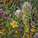 Super Bloom Wildflowers ~ 2019 IV by elatedpixie