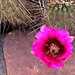 Opuntia Cactus Flower by harbie