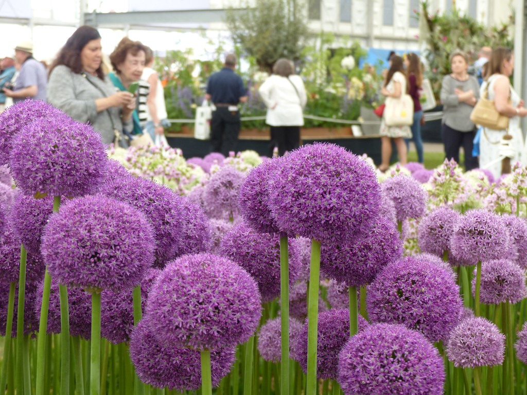 Alliums in the Grand Marquee  by foxes37