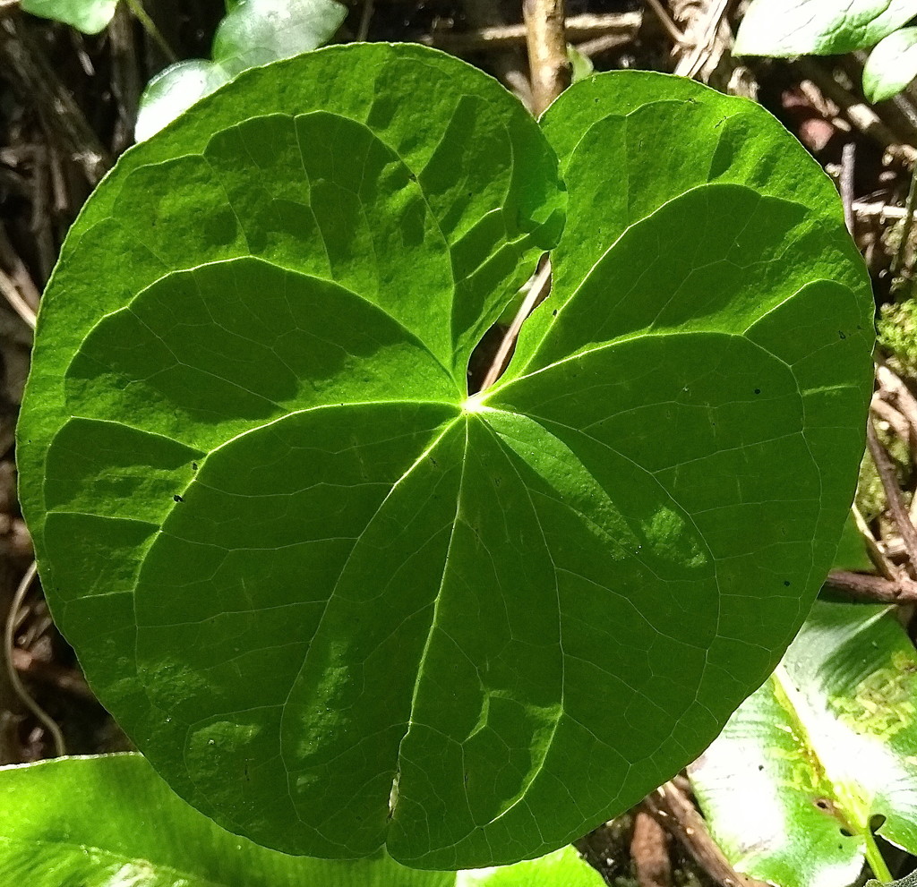 Sunlit Leaf by redandwhite
