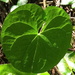 Sunlit Leaf by redandwhite