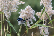 24th May 2019 - Feathered friend in a feathered reed