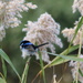 Feathered friend in a feathered reed by gilbertwood