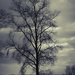 Split Tone Tree by nickspicsnz