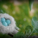 Little Nest by gq