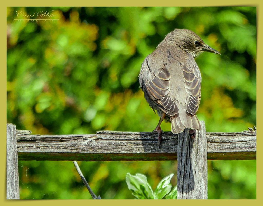 Juvenile Starling by carolmw