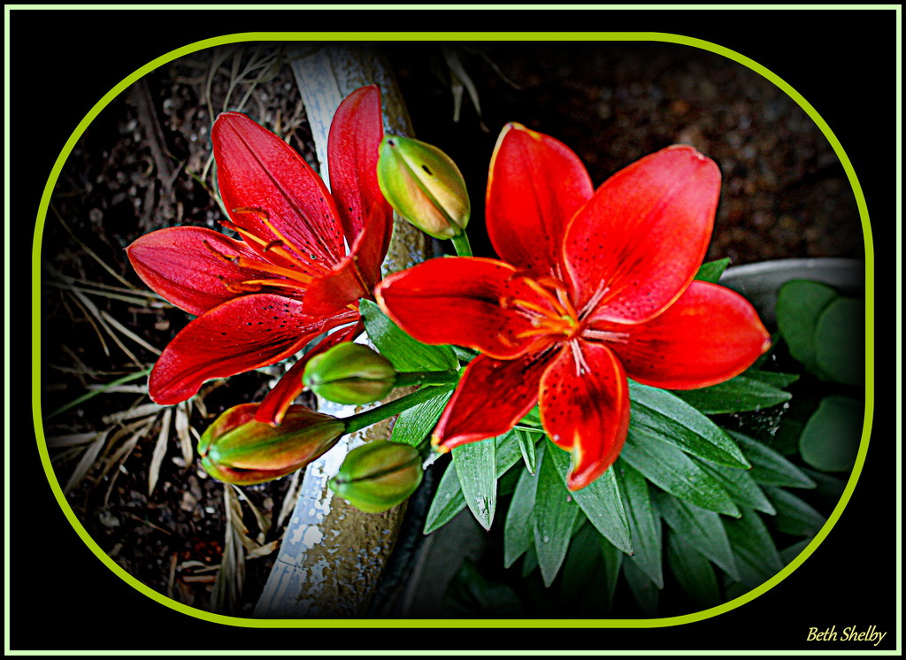 Red Lily by vernabeth