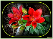 3rd May 2019 - Red Lily