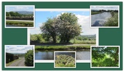 24th May 2019 - Leeds Liverpool canal collage.