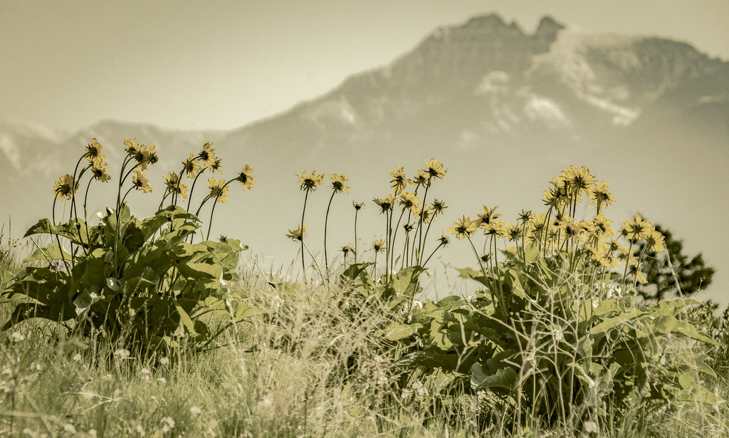 Arrowleaf Balsam Root against the Mission Mountains by 365karly1