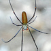  Another Giant Arachnid for you! by judithdeacon