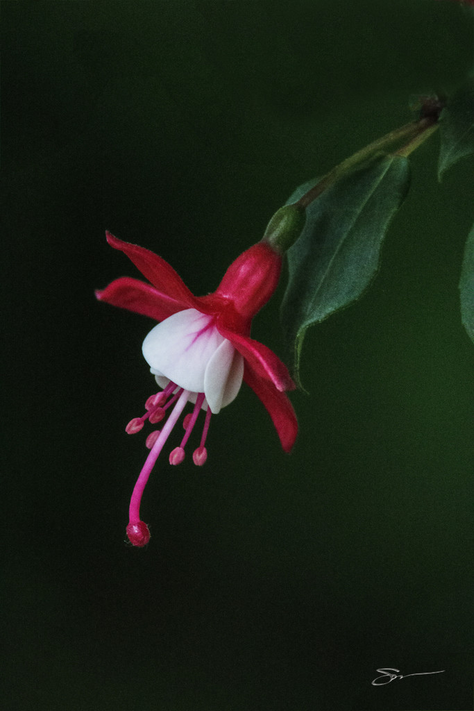 Fuchsia Blossom by skipt07