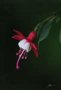 20th May 2019 - Fuchsia Blossom