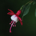 Fuchsia Blossom by skipt07