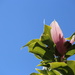Magnolia by phil_sandford