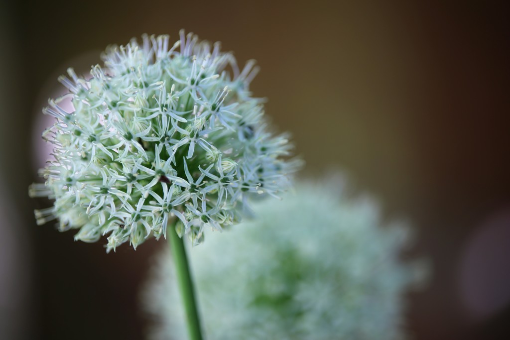 Whiter Shade of Pale Allium by phil_sandford