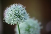 23rd May 2019 - Whiter Shade of Pale Allium