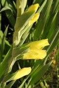22nd May 2019 - Gladiolas are starting to bloom