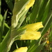Gladiolas are starting to bloom by homeschoolmom