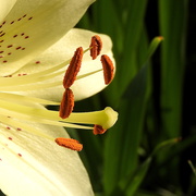 22nd May 2019 - Half lily, half leaves