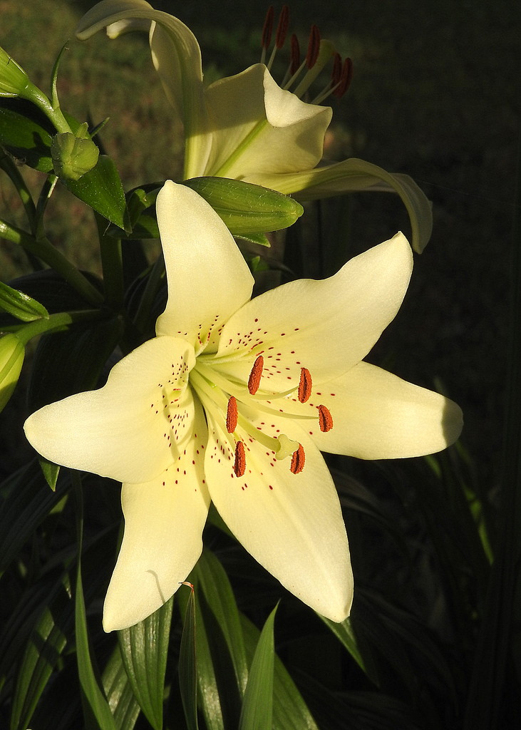 Lily in the sunshine by homeschoolmom
