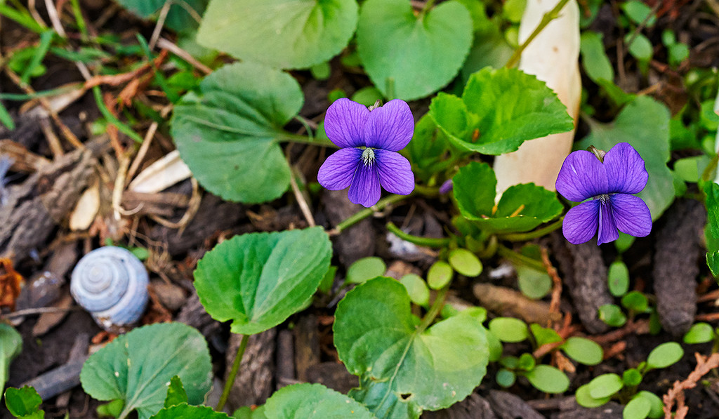 Violets and an Accidental Snail by gardencat