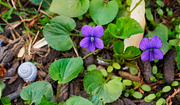 24th May 2019 - Violets and an Accidental Snail