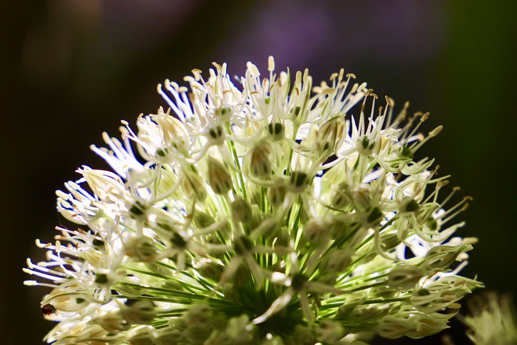 Corona Allium by carole_sandford