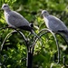 Two ring collar Doves.... by carole_sandford
