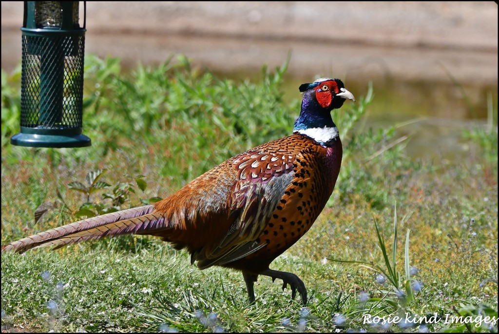 Cock pheasant by rosiekind