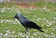 24th May 2019 - Jackdaw in the daisies