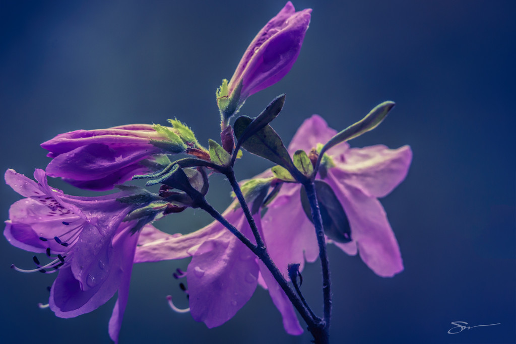 Azalea Blossoms  by skipt07