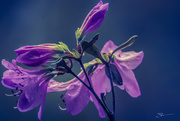 12th May 2019 - Azalea Blossoms 