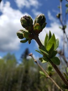 24th May 2019 - Heliotropic Lilacs Buds