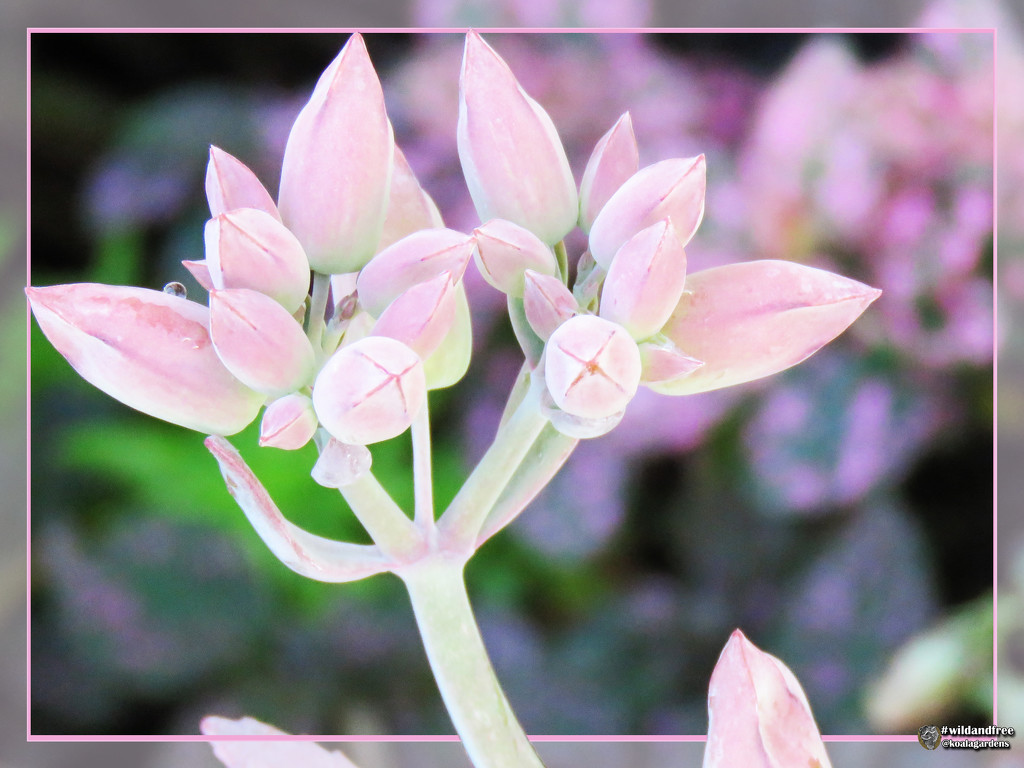 Succulent buds by koalagardens