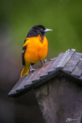 13th May 2019 - Baltimore Oriole