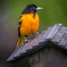 Baltimore Oriole by skipt07