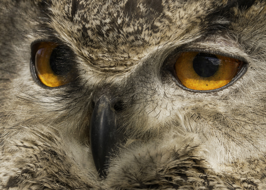 Owl Eyes by shepherdmanswife