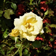 25th May 2019 - The Yellow Rose of ' Beauty ' ~       